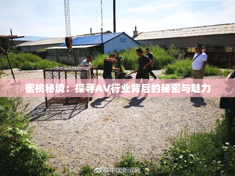 蜜桃秘境：探寻AV行业背后的秘密与魅力