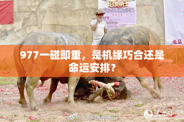 977一碰即重，是机缘巧合还是命运安排？