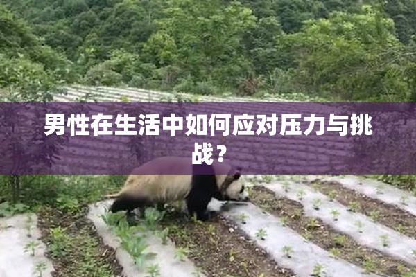 男性在生活中如何应对压力与挑战？