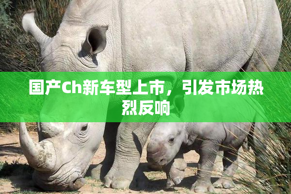 国产Ch新车型上市，引发市场热烈反响