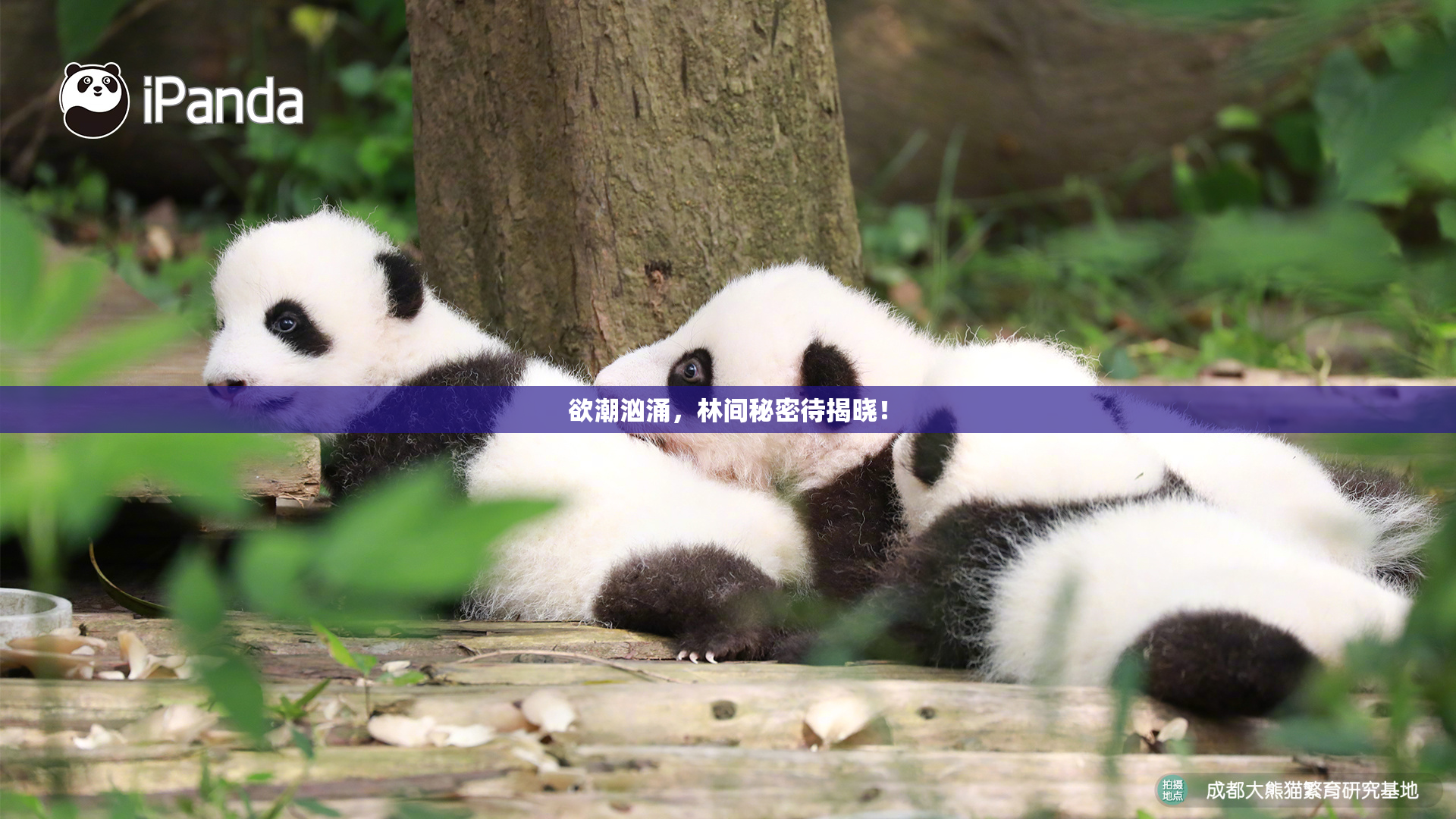 欲潮汹涌，林间秘密待揭晓！