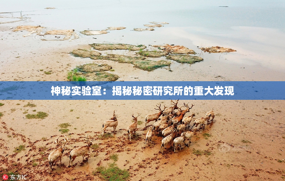 神秘实验室：揭秘秘密研究所的重大发现
