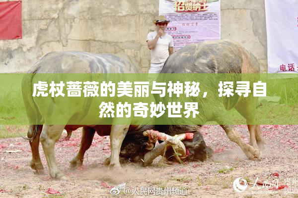 虎杖蔷薇的美丽与神秘，探寻自然的奇妙世界