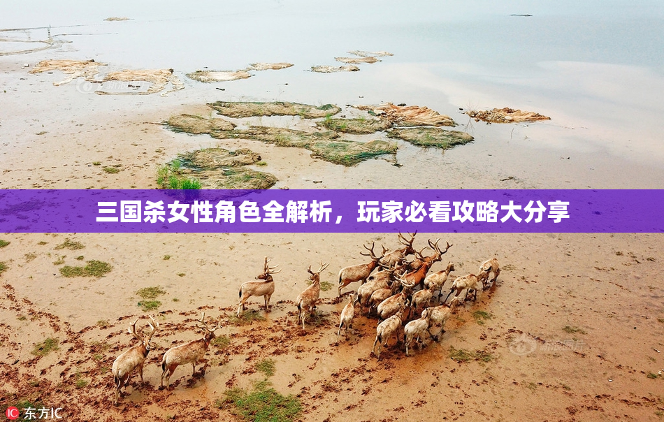 三国杀女性角色全解析，玩家必看攻略大分享