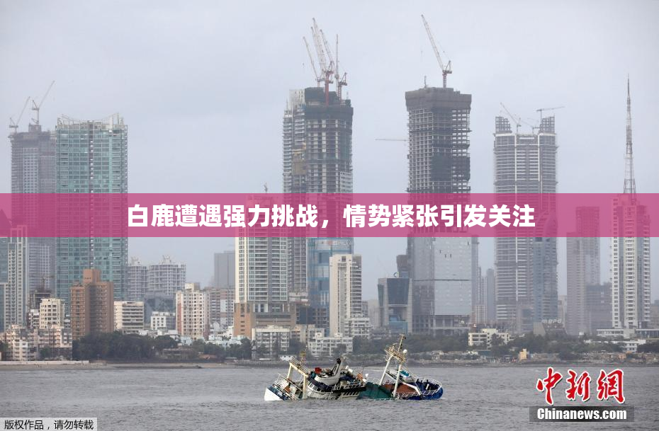白鹿遭遇强力挑战，情势紧张引发关注