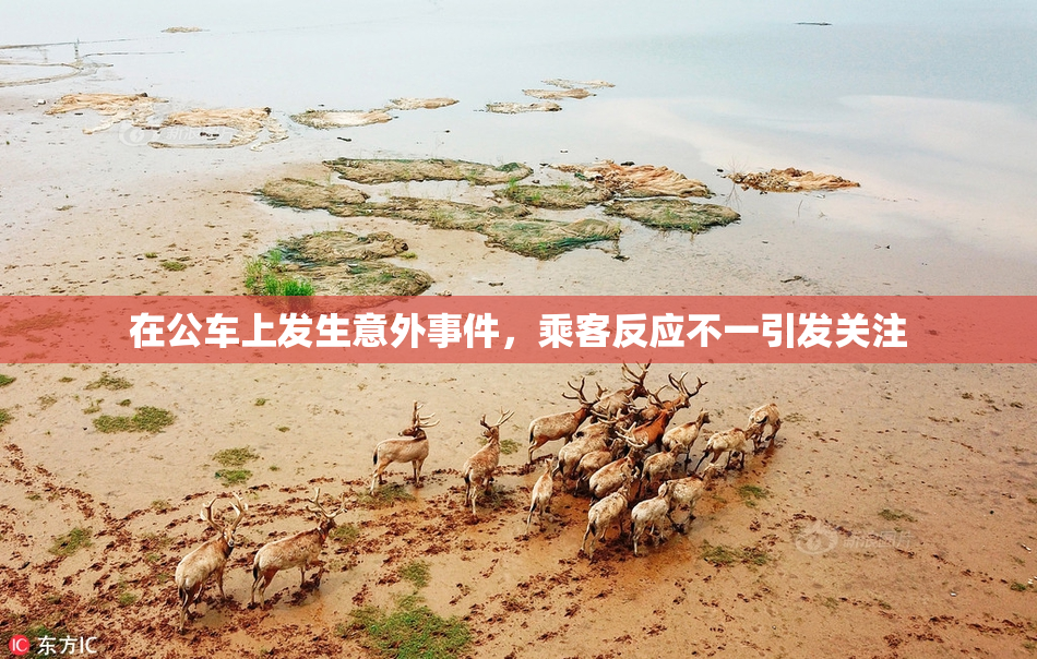在公车上发生意外事件，乘客反应不一引发关注
