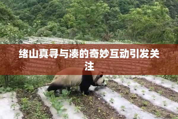 绪山真寻与凑的奇妙互动引发关注