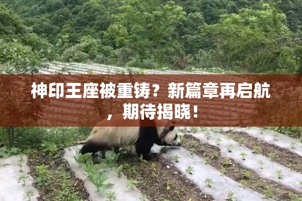 神印王座被重铸？新篇章再启航，期待揭晓！