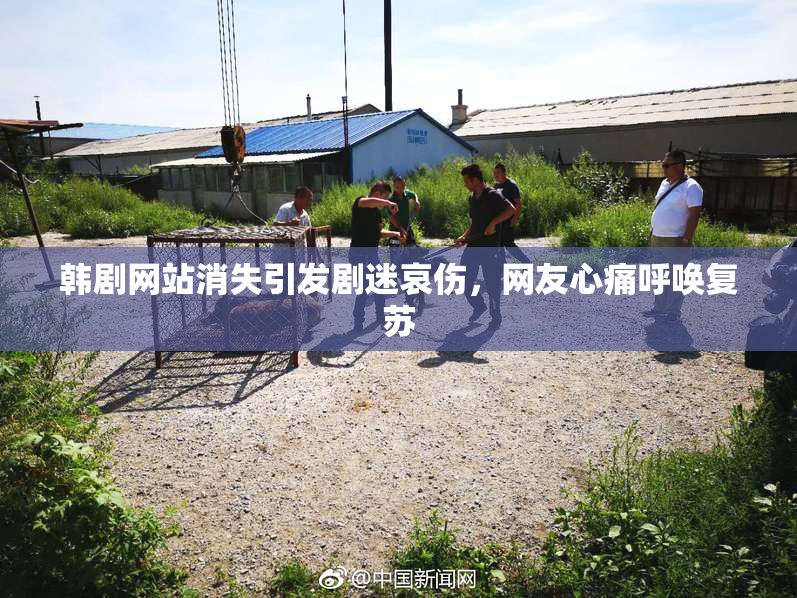 韩剧网站消失引发剧迷哀伤，网友心痛呼唤复苏