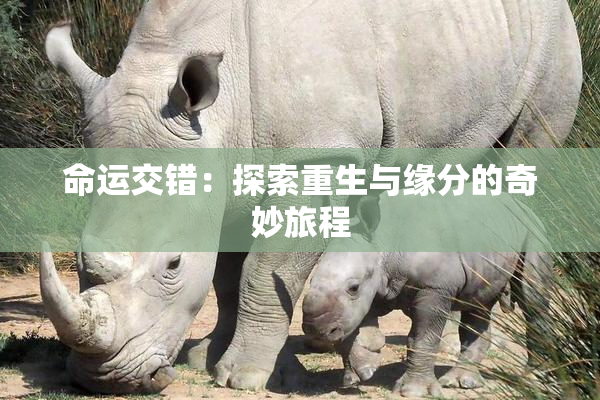 命运交错：探索重生与缘分的奇妙旅程