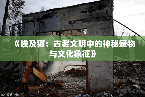 《埃及猫：古老文明中的神秘宠物与文化象征》
