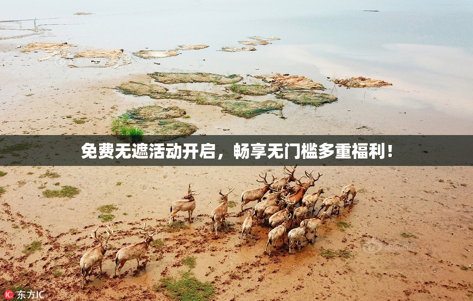免费无遮活动开启，畅享无门槛多重福利！