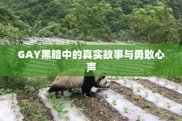 GAY黑暗中的真实故事与勇敢心声