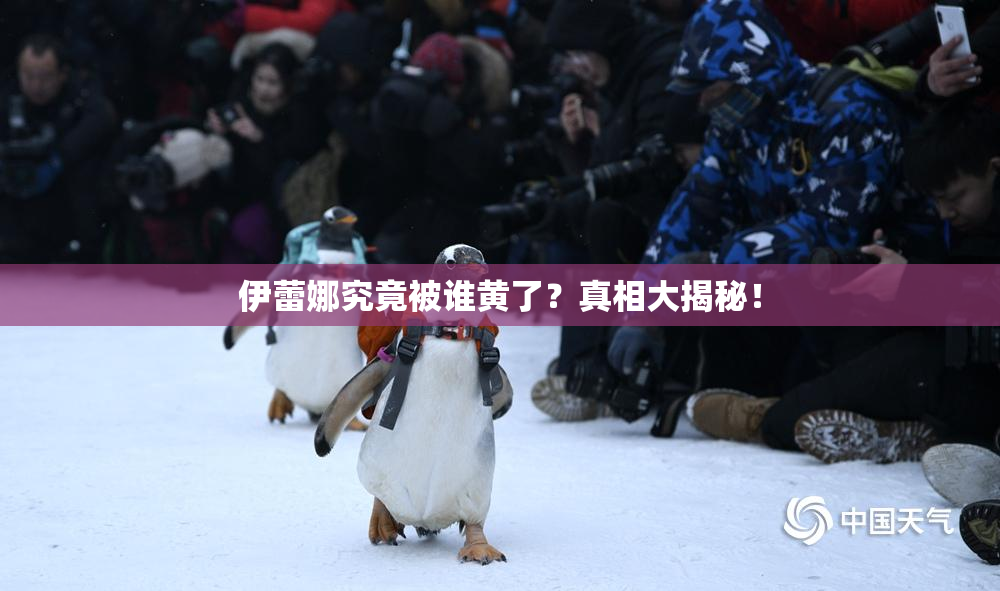 伊蕾娜究竟被谁黄了？真相大揭秘！
