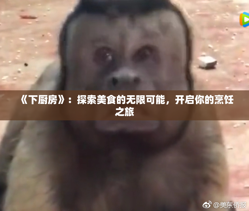 《下厨房》：探索美食的无限可能，开启你的烹饪之旅