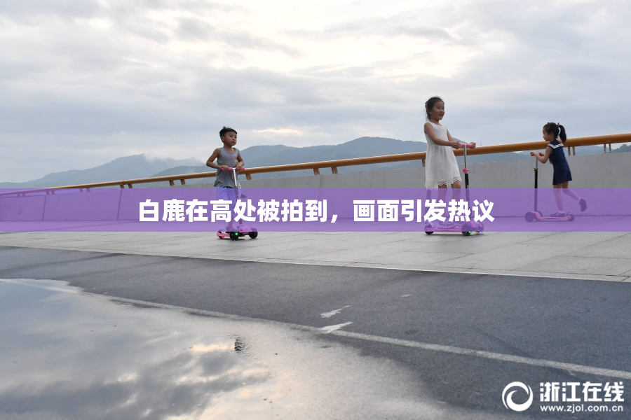 白鹿在高处被拍到，画面引发热议