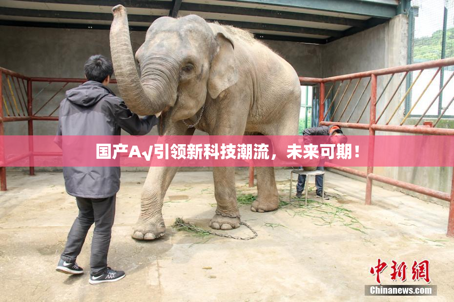 国产A√引领新科技潮流，未来可期！