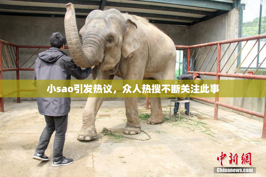 小sao引发热议，众人热搜不断关注此事