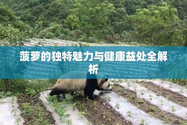 菠萝的独特魅力与健康益处全解析
