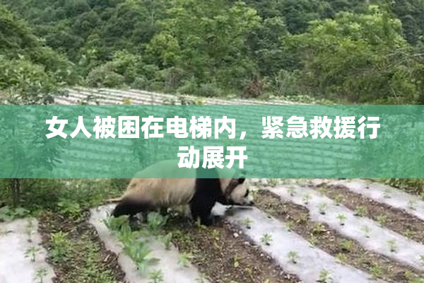 女人被困在电梯内，紧急救援行动展开