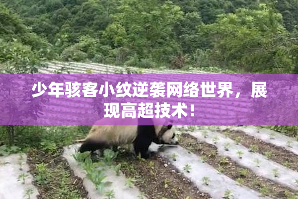少年骇客小纹逆袭网络世界，展现高超技术！