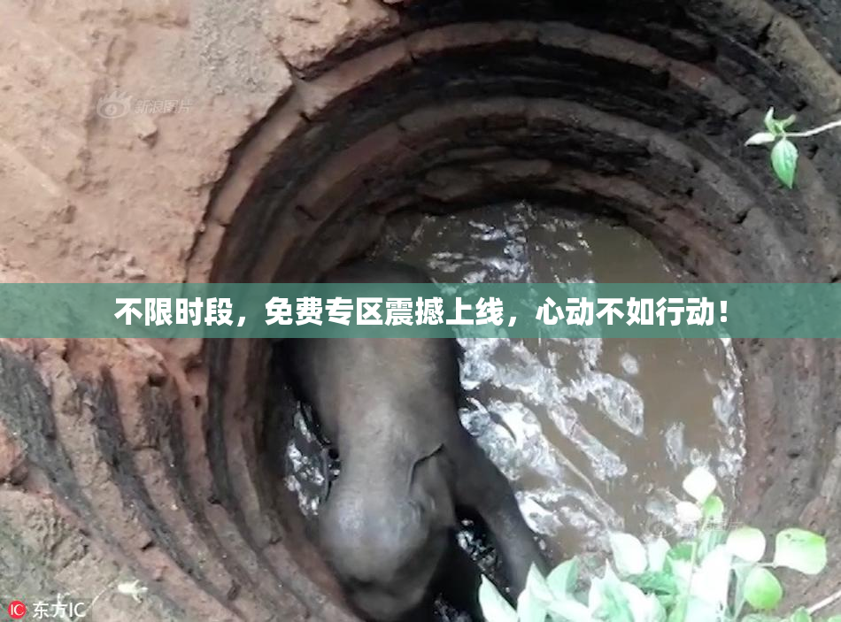 不限时段，免费专区震撼上线，心动不如行动！
