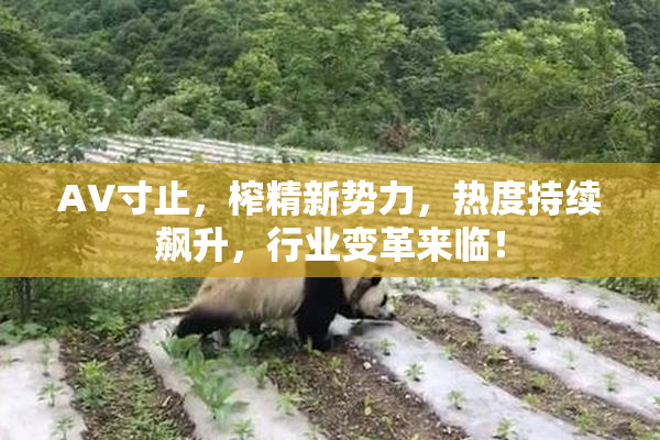 AV寸止，榨精新势力，热度持续飙升，行业变革来临！