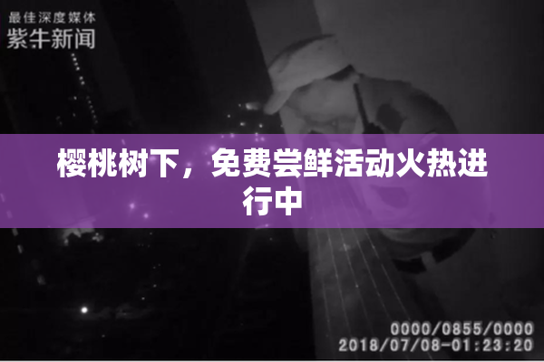 樱桃树下，免费尝鲜活动火热进行中