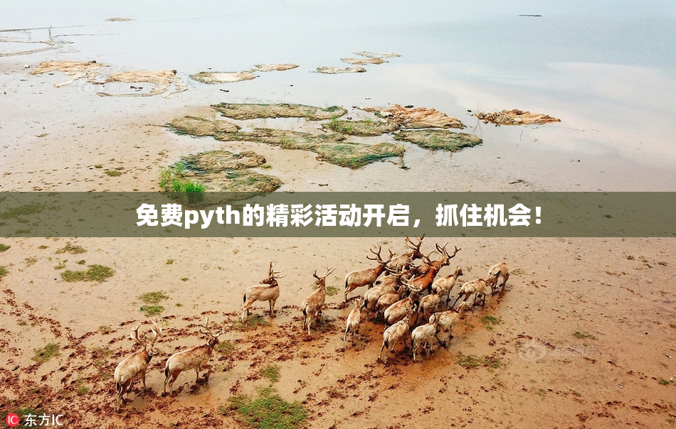 免费pyth的精彩活动开启，抓住机会！