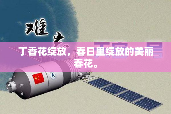 丁香花绽放，春日里绽放的美丽春花。