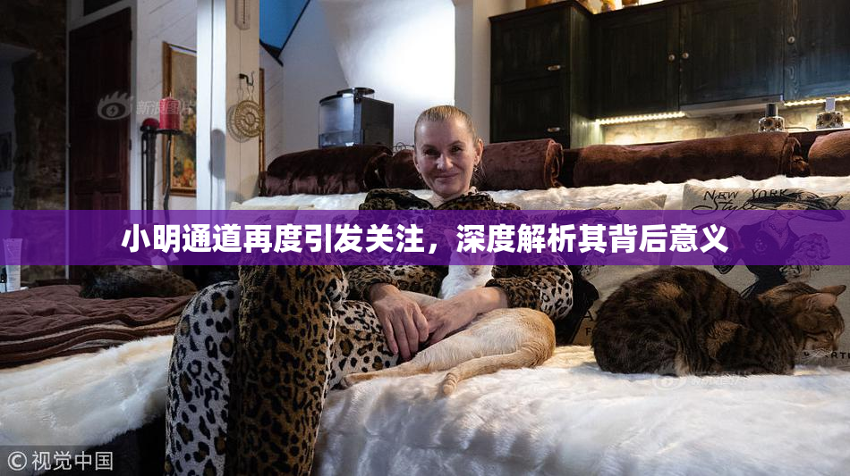 小明通道再度引发关注，深度解析其背后意义