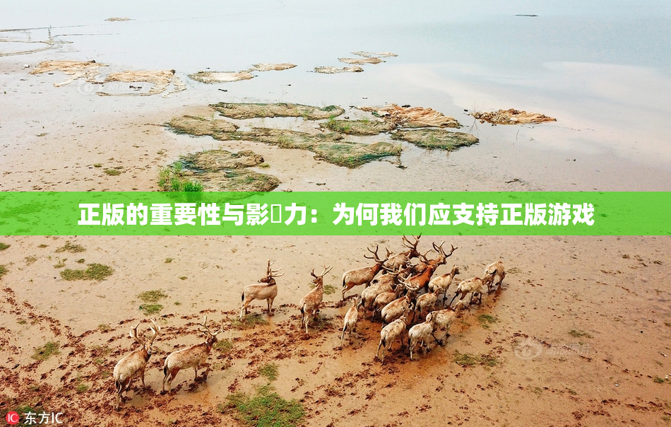 正版的重要性与影響力：为何我们应支持正版游戏