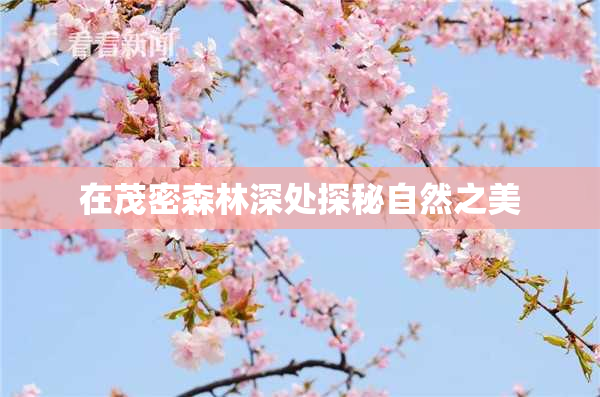 在茂密森林深处探秘自然之美