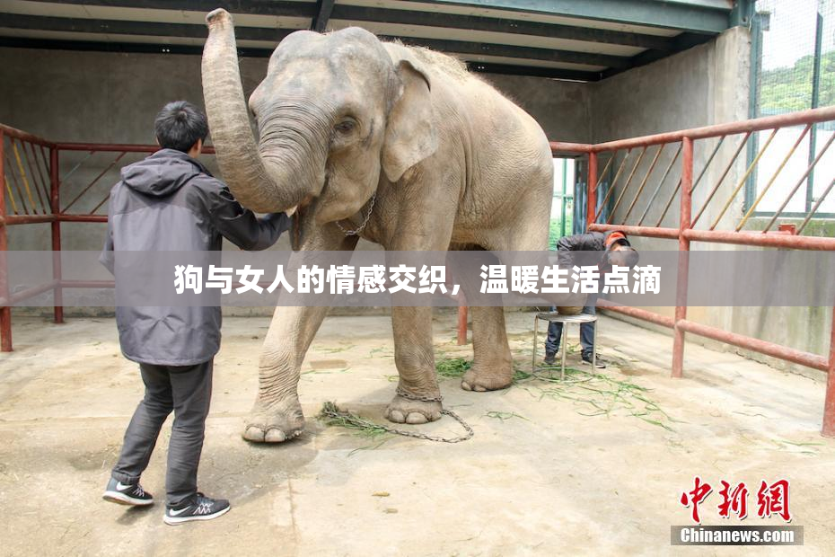 狗与女人的情感交织，温暖生活点滴