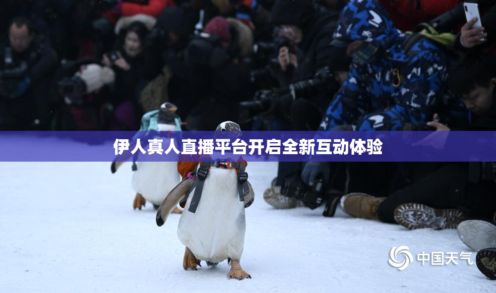 伊人真人直播平台开启全新互动体验