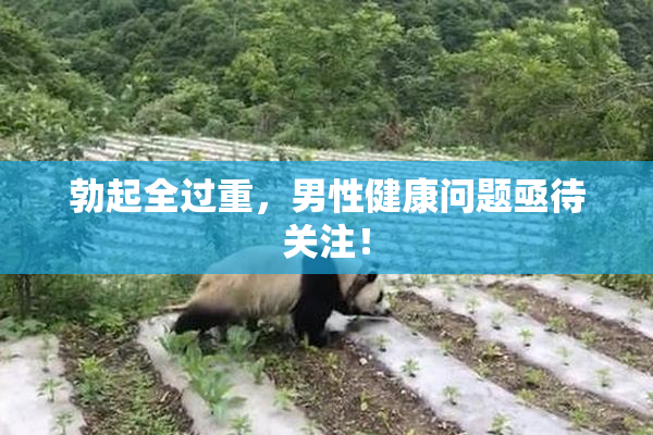 勃起全过重，男性健康问题亟待关注！