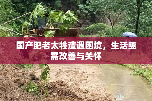 国产肥老太牲遭遇困境，生活亟需改善与关怀