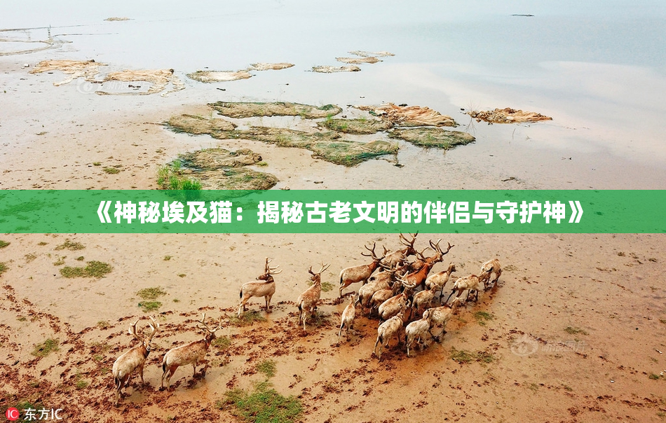 《神秘埃及猫：揭秘古老文明的伴侣与守护神》