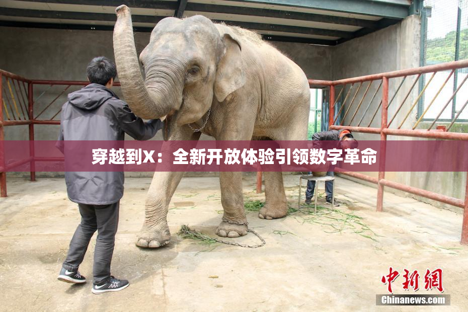 穿越到X：全新开放体验引领数字革命