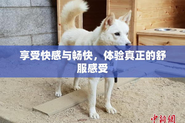 享受快感与畅快，体验真正的舒服感受