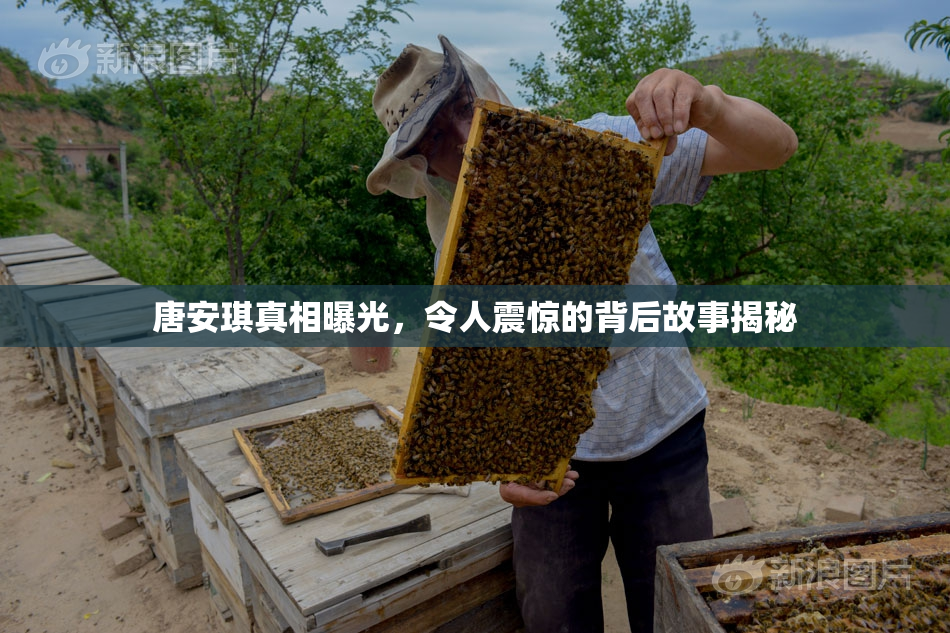 唐安琪真相曝光，令人震惊的背后故事揭秘