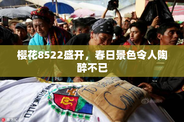 樱花8522盛开，春日景色令人陶醉不已