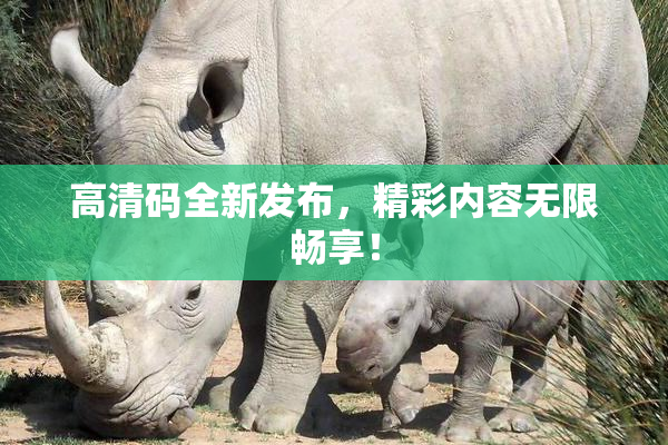 高清码全新发布，精彩内容无限畅享！