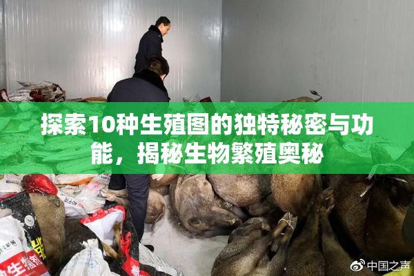 探索10种生殖图的独特秘密与功能，揭秘生物繁殖奥秘