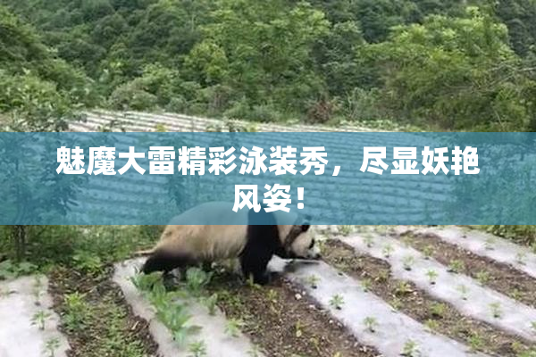 魅魔大雷精彩泳装秀，尽显妖艳风姿！