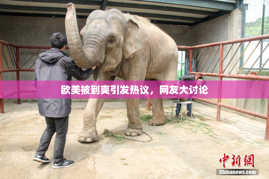 欧美被到爽引发热议，网友大讨论