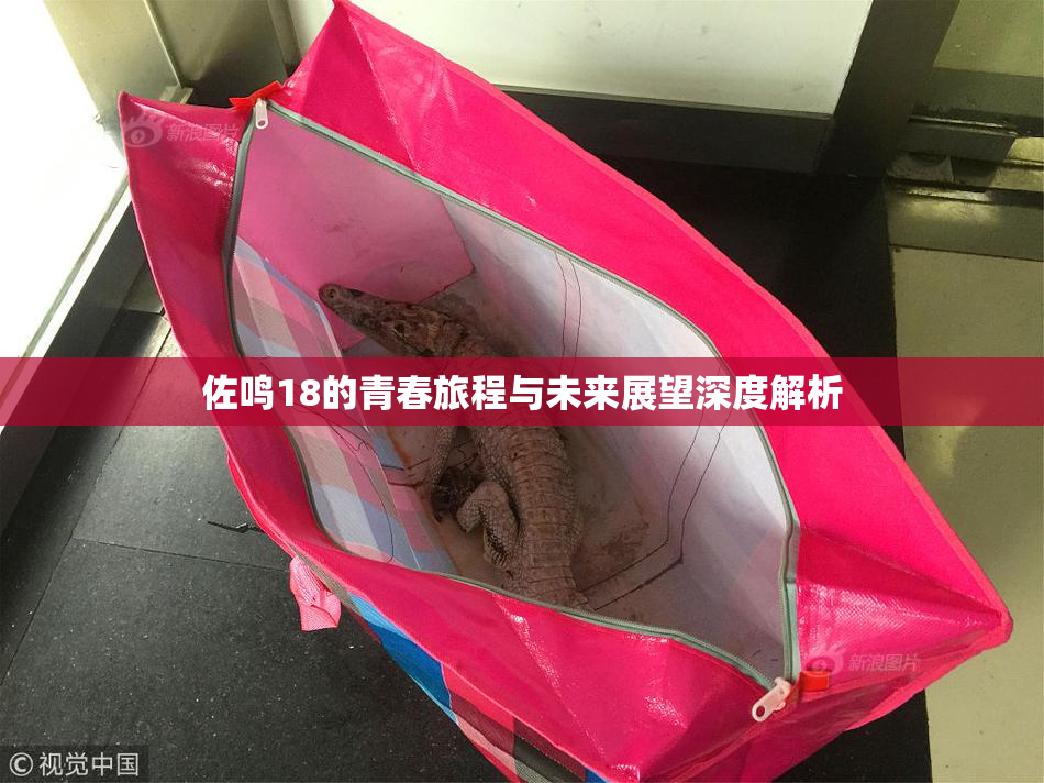佐鸣18的青春旅程与未来展望深度解析