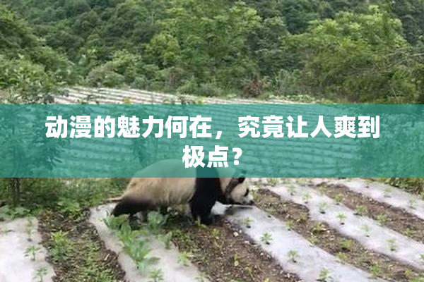 动漫的魅力何在，究竟让人爽到极点？
