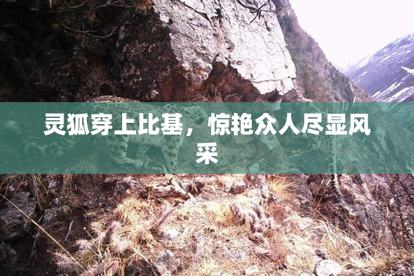 灵狐穿上比基，惊艳众人尽显风采