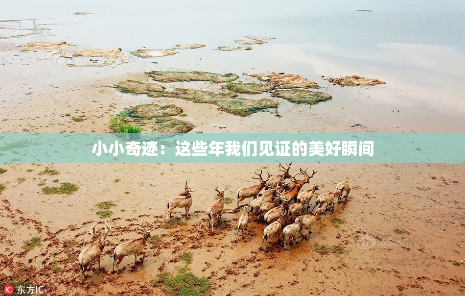 小小奇迹：这些年我们见证的美好瞬间